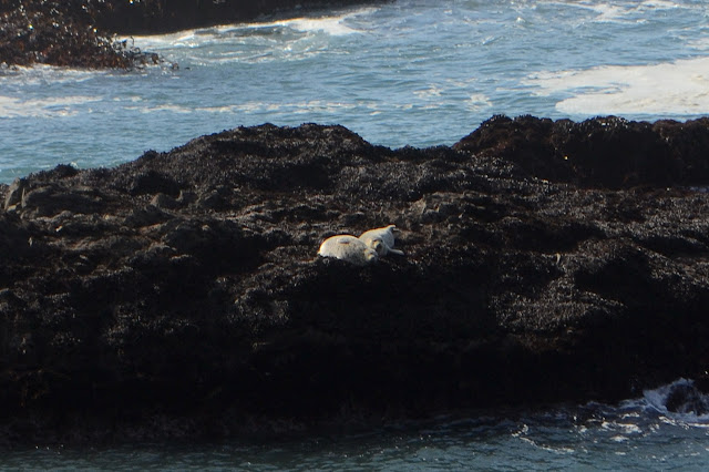 fat harbor seals