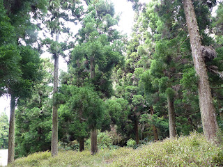 Cryptomeria japonica - Cryptoméria du Japon