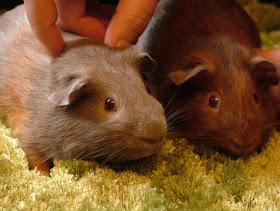 Guinea Piglets