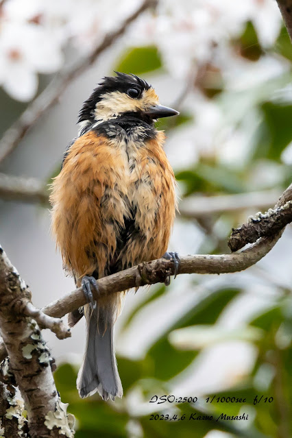 水浴びが大好きなヤマガラ　宮城の野鳥