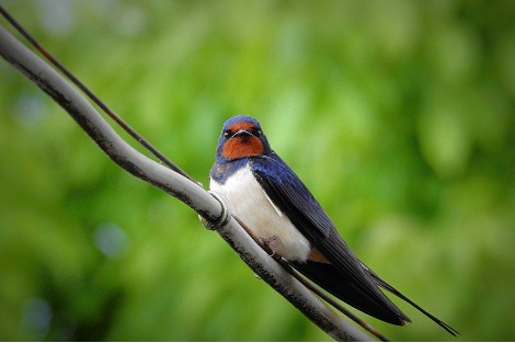 Golondrina