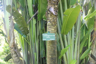  Tanaman pisang kipas ialah tumbuhan pohon yang sering kita jumpai disekitar kita Manfaat Pisang Kipas (Ravenala Madagascariensis Sonn)