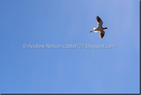 IMG_1318 - Copy