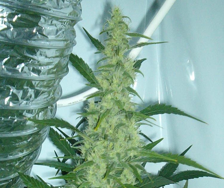 Blog Bakz 4 Ever Mariyuana Canabis sativa Canabis indica 