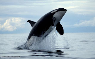 killer whale