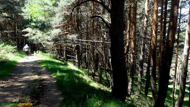 Ruta circular al Pico Lobo, techo de Guadalajara en la Sierra de Ayllón en el Sistema Central.