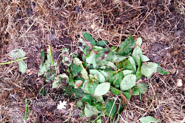 A compost pile with layers of green leaves and brown, dried grass and straw.