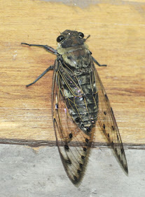 Six-o-Clock Cicada (Megapomponia merula)