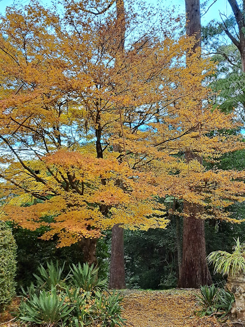 VISITING BREENHOLD GARDENS IN WINTER