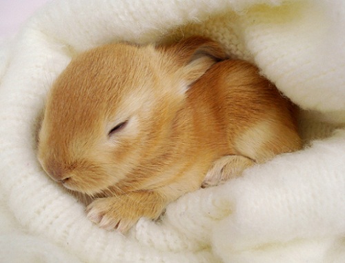 Small bunny.