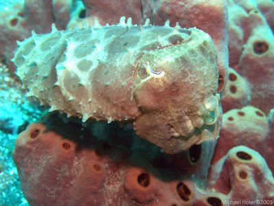 Cuttlefish, Pemuteran, Bali