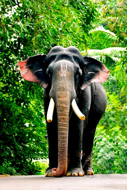 Top 10 elephants in Kerala