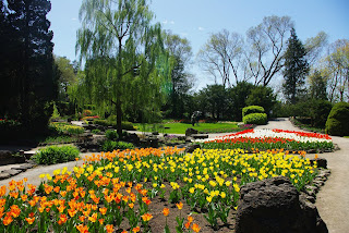 Tulips at the Royal Botanical Gardens