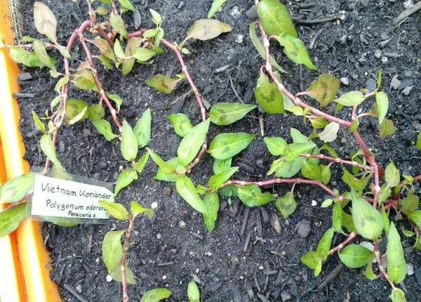 Beza Daun Kesum dan Daun Laksa (Vietnamese coriander, Vietnamese Mint)