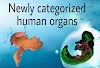 Newly categorized human organs 