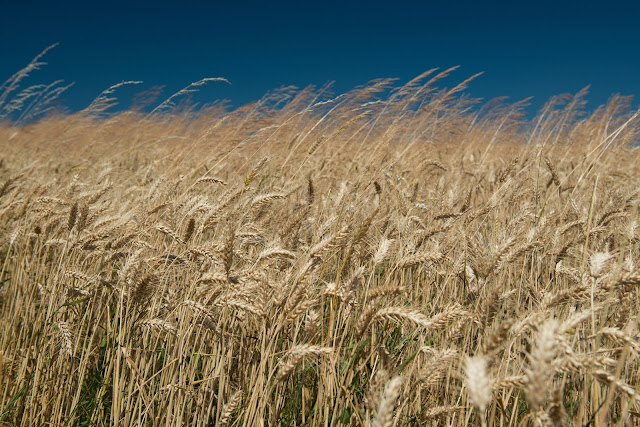 Le kernza, la céréale du futur qui pourra peut-être sauver le monde