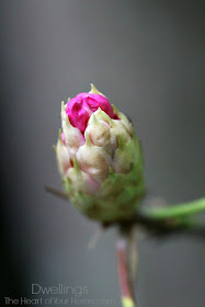 Mountain Rhododendron