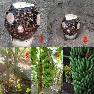 Cara penanaman pisang dengan cara bonggol terbalik