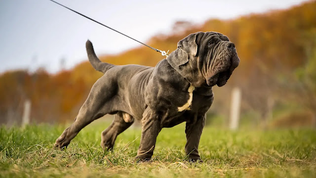 Mastiff