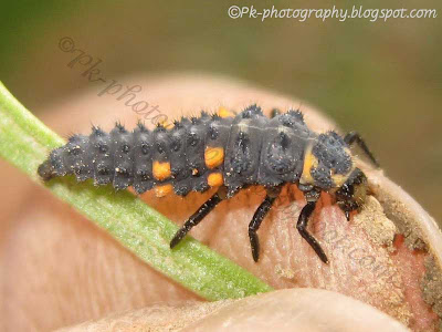 Ladybug Larva