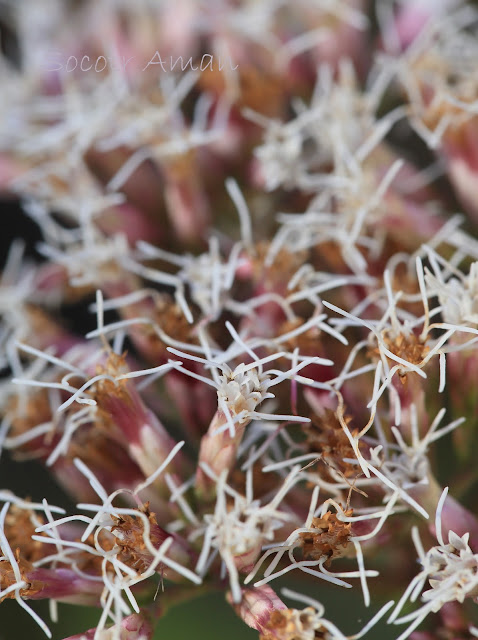 Eupatorium makinoi