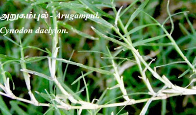 Arugampul Durva grass