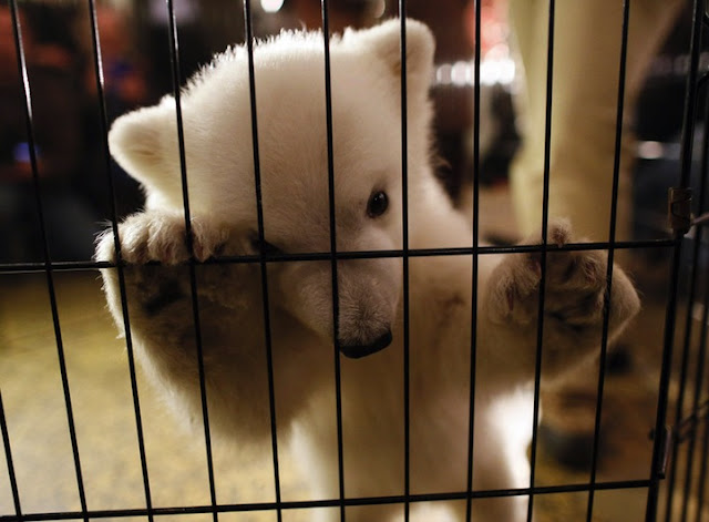 The cutest polar bear cub in the world