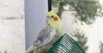 parrot cockatiel sleeps a lot