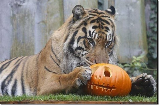 Halloween Tiger