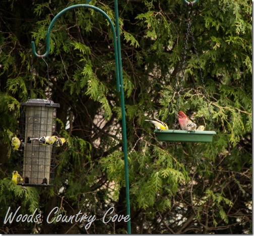APRIL 2016 (3 of 43)