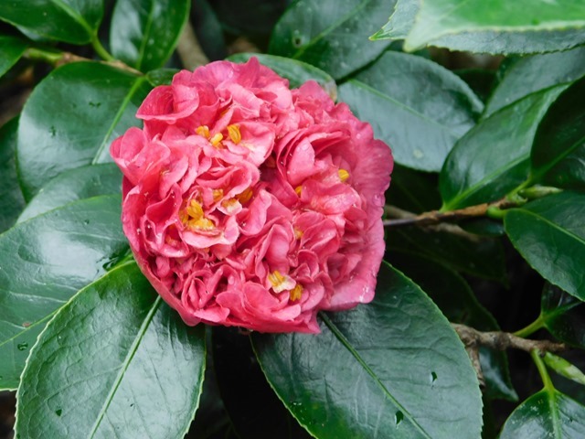 C26_NZ NI Whangarei Quarry Gardens_2018-06-01_DSCN0680