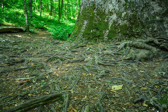 Joyce Kilmer Memorial Forest