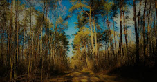 Dirt road in forest with trees and blue sky in background.