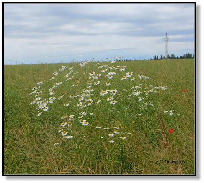 Blumen am Wegesrand