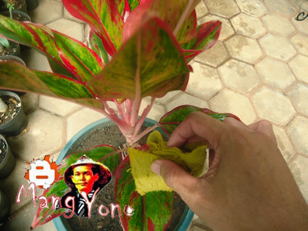 Cara Merawat daun tanaman bunga  aglaonema  agar terlihat 
