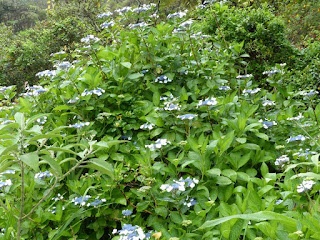 Hydrangea macrophylla - Hortensia à grandes feuilles - Hydrangée