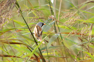 Burdmantsje - Baardman - Panurus biarmicus