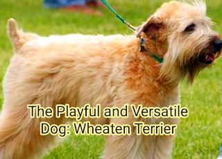 The Playful and Versatile Dog: Wheaten Terrier