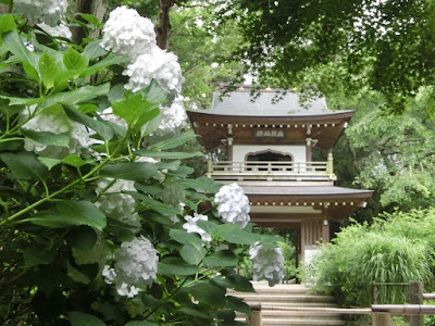 浄智寺のアジサイ