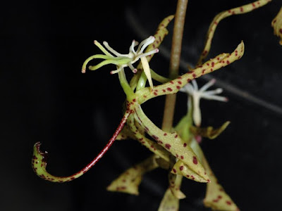 Cycnoches peruvianum care and culture