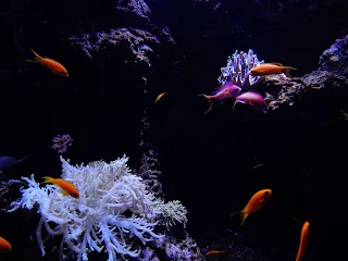 リヴォルノ水族館のカラフルな魚