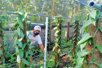 Cukup Ditanam di Rumah, Tanaman Ini Sekilo Dibanderol Rp5 Juta