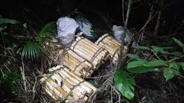 Polícia Ambiental localiza hastes de palmitos juçara cortados ilicitamente em Sete Barras