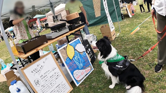 保護犬 ボーダーコリー トーマ 幕張アグリガーデン