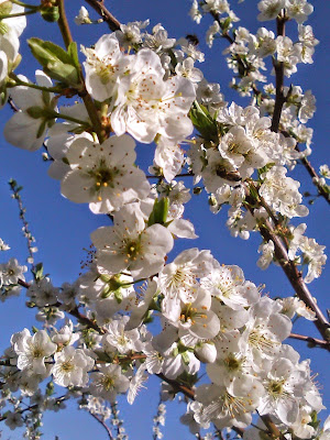 flores de ciruelo