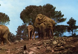 Estérel éléphants