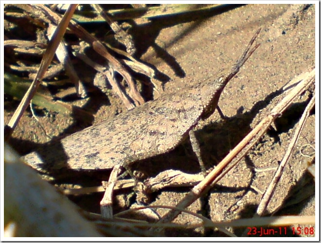 A brown vegetable grasshopper (Atractomorpha sp) 4