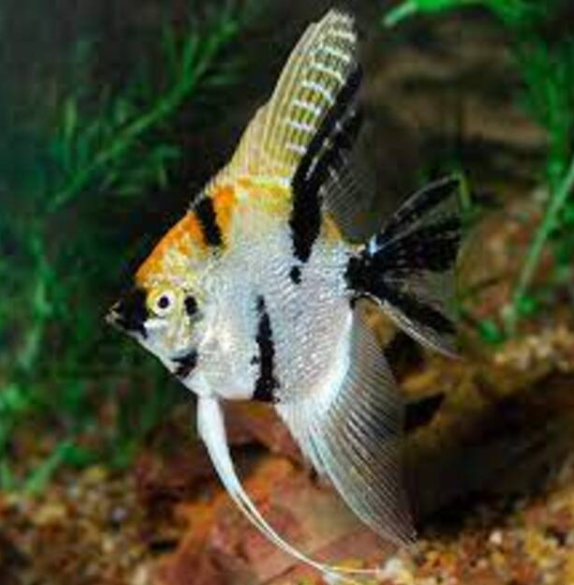 Ikan Manfish Koi Angelfish