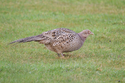 Fazant - Fazant - Phasianus colchicus