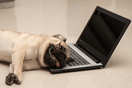 Exhausted pug lying with its head on the keyboard of a laptop